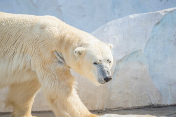 ホッキョクグマ