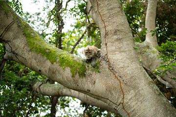 Crab-eating macaque (Macaca fascicularis) in Mauritius island