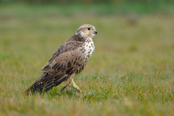 Naklejka na ściany i meble Endangered wild bird Saker falcon, falco cherrug, wild bird in the Hungarian steppe
