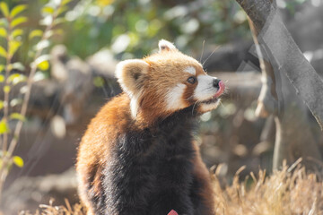 レッサーパンダ