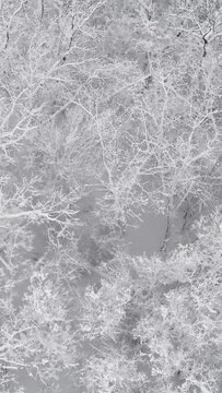 Aerial view of winter forest covered with snow. Vertical video