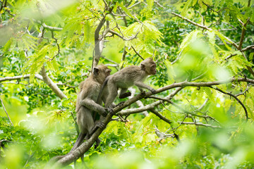 Crab-eating macaque (Macaca fascicularis) in Mauritius island