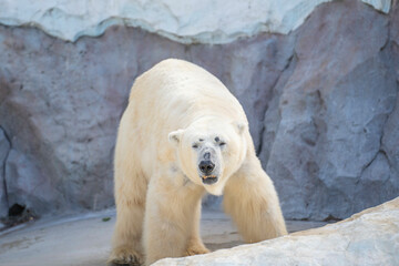 ホッキョクグマ