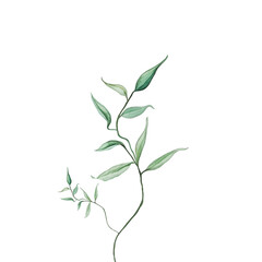 Ilustracja zielona roślina na białym tle - obrazy, fototapety, plakaty