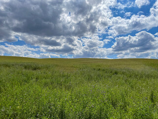 Fototapeta premium green field and blue sky, Uckermark, Brandenburg, Germany
