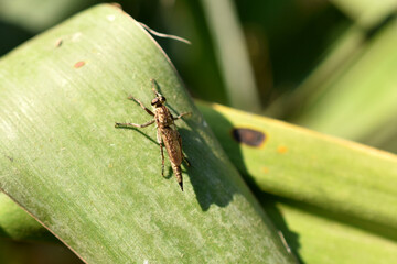 An insect with a long body sits on a tall green leaf.
