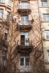 Facade the building overgrown with the wild grape.