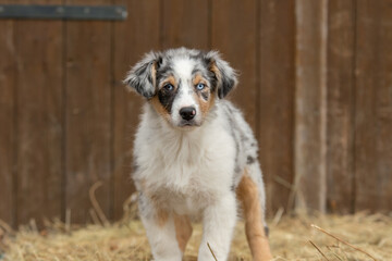 Chiot de race berger australien dans un élevage 