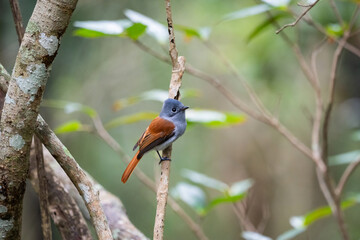 The Mascarene paradise flycatcher (Terpsiphone bourbonnensis) in wild nature