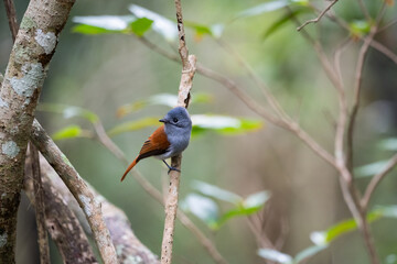 The Mascarene paradise flycatcher (Terpsiphone bourbonnensis) in wild nature