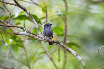 The Mascarene paradise flycatcher (Terpsiphone bourbonnensis) in wild nature