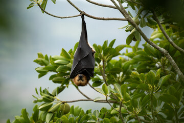 The Mauritian flying fox (Pteropus niger) in wild nature of Mauritius