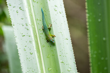 Mauritius ornate day gecko (Phelsuma ornata) in wild nature of Mauritius