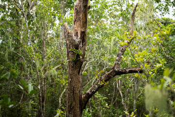 Aeranthes arachnites wild orchid in nature of Mauritius