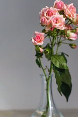 Close-up against the background of a gray wall, a miniature crystal vase with a narrow neck in which there is a sprig of pink spray roses, copy space.
