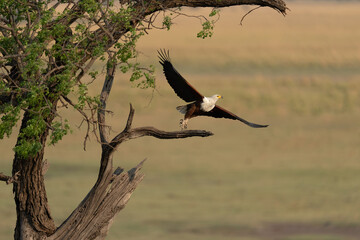 African fish eagle taking off from tree