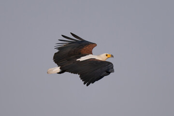 African fish eagle gliding against blue sky