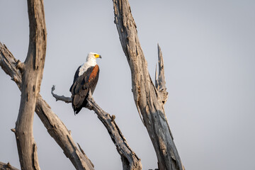 African fish eagle staring in dead tree