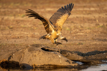 African white-backed vulture lands on giraffe carcase