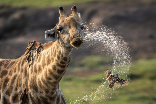 Close-up of giraffe dribbling water over oxpecker
