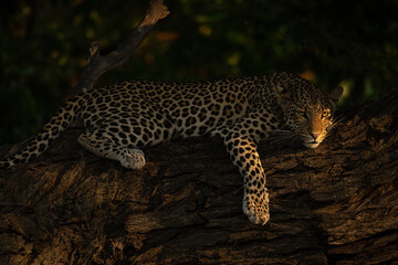 Fototapeta na wymiar Leopard lies on thick branch eyeing camera
