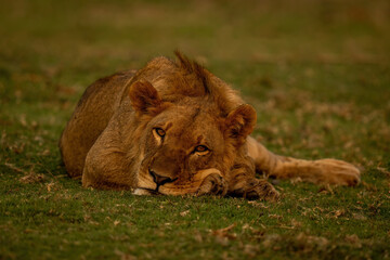 Male lion lies on riverbank eyeing camera