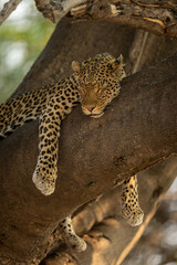 Leopard lies sleeping straddling branch of tree
