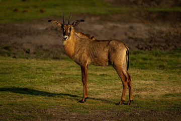 Roan antelope stands turning head on grass