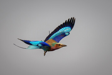 Lilac-breasted roller with catchlight flies lifting wings