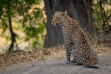 Leopard sits on bare ground near tree