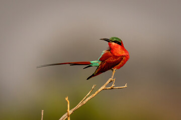 Southern carmine bee-eater on branch turning head