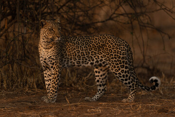 Leopard stands turning head in golden light