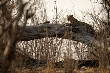 Leopard lying on dead log in bushes