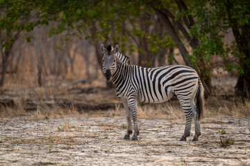 Fototapeta na wymiar Plains zebra stands in clearing eyeing camera