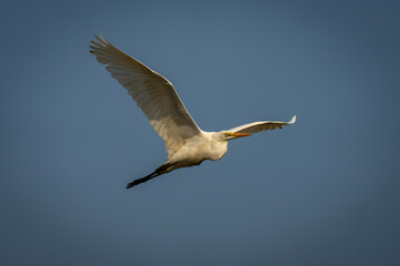 Great egret flies spreading wings at dawn