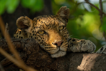 Naklejka na ściany i meble Leopard lies with chin resting on branch