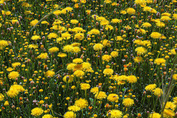 Obraz premium Photographing beautiful flowers and green spaces