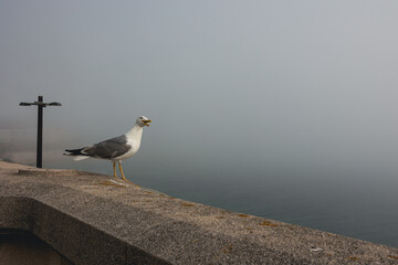 A large bird with an open beak in an urban environment, sitting on a fence looking out over the ocean.