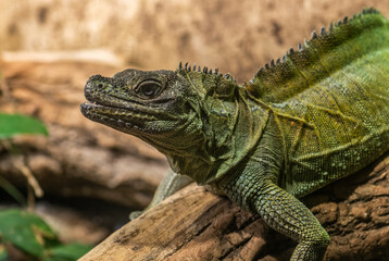Weber's Sailfin Lizard - Hydrosaurus weberi, special large lizard from tropical forests of Indonesia.