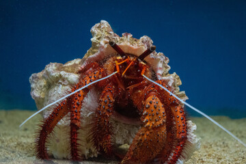 hermit crab on a coral