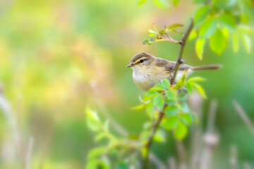Obraz premium Willow Warbler (phylloscopus trochilus)