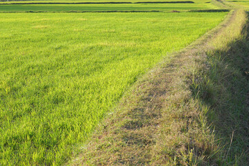 beautiful green rice in the off-season in order to produce a high price