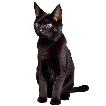 A Black Bombay Cat sitting idel