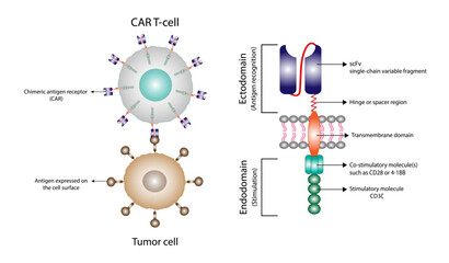CAR T-cell therapy and Cancer treatment . Chimeric antigen receptor T cells. T cell receptor proteins that have been engineered to kill cancer ells. CAR T cells immunotherapy. Cancer therapy. Vector