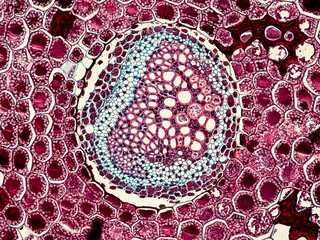 fern stem cross section under the microscope - optical microscope x200 magnification