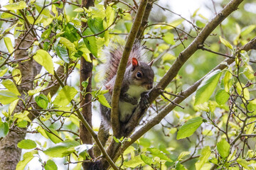 gray squirrel up close in a tree