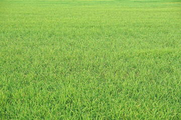 Fototapeta na wymiar beautiful green rice in the off-season in order to produce a high price