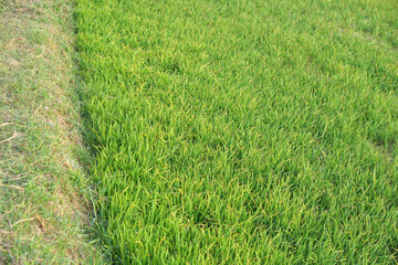 Fototapeta premium beautiful green rice in the off-season in order to produce a high price