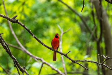red cardinal in the forest