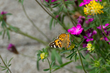 Painted Lady (Vanessa Cardui) Butterfly perched on a yellow flower in Zurich, Switzerland